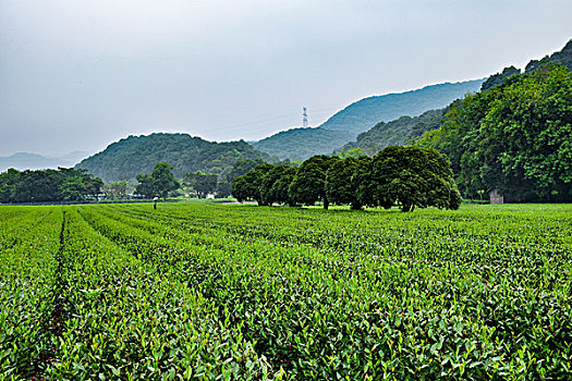 梅家坞茶园