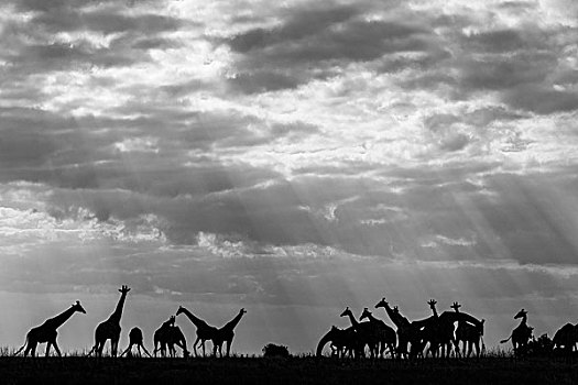 非洲,博茨瓦纳,乔贝国家公园,牧群,长颈鹿,进食,乔贝