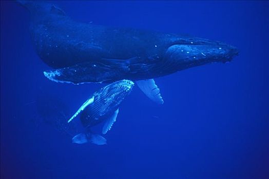 驼背鲸,大翅鲸属,鲸鱼,母牛,幼兽,休息,毛伊岛,夏威夷,提示,照相
