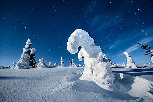 夜景,星空,冬天,积雪,松树,松属,国家公园,拉普兰,芬兰,欧洲