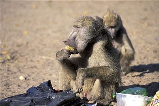 狒狒,检查,垃圾袋,吃,垃圾,博茨瓦纳
