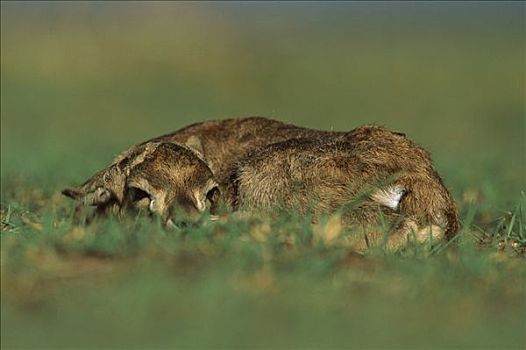 汤氏瞪羚,隐藏,马赛马拉国家保护区,肯尼亚