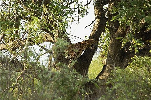 侧面,豹,站立,克鲁格国家公园,南非