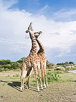 长颈鹿,马赛长颈鹿,马赛马拉野生动物园,两个,雄性动物,亲昵,展示,支配,肯尼亚,非洲,大幅,尺寸