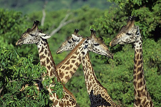 坦桑尼亚,大裂谷,马萨伊,长颈鹿,树