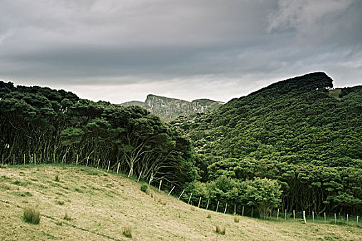 树林,区域,山峦,告别,南岛,新西兰