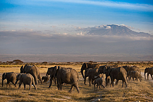 非洲大象125