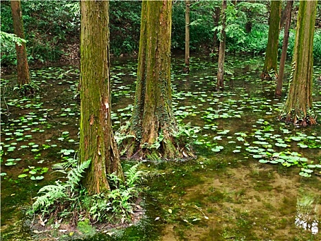 水塘,绿色植物