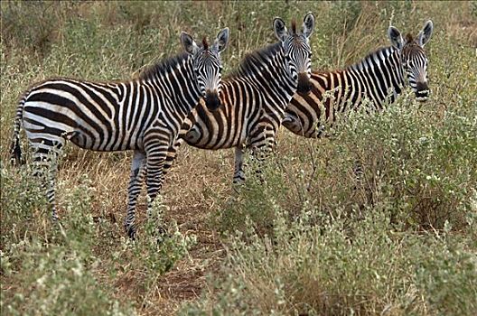 朴素,斑马,马,查沃,国家公园,肯尼亚,非洲