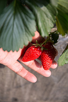 新鲜的刚摘下的草莓
