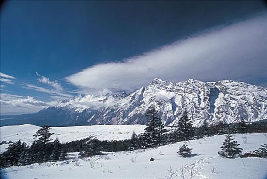 牦牛平冬雪