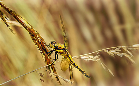 黄色,蜻蜓,草叶