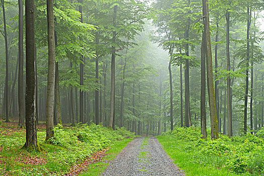 小路,山毛榉,树林,早晨,雾气,施佩萨特,巴伐利亚,德国,欧洲