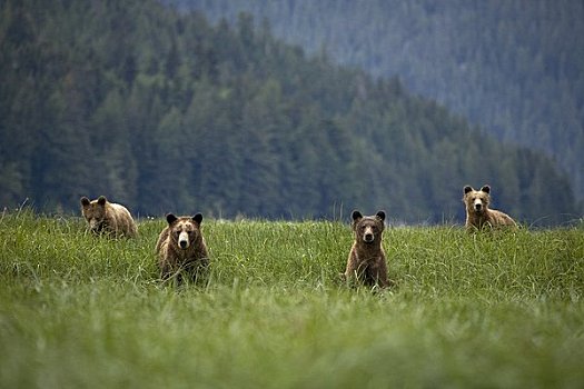 大灰熊,莎草,湾流,不列颠哥伦比亚省,加拿大