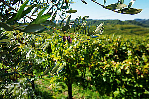 橄榄树,葡萄园,意大利
