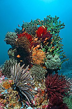 珊瑚,许多,羽毛,星,海滩,波多黎各,民都洛,岛屿,菲律宾,亚洲