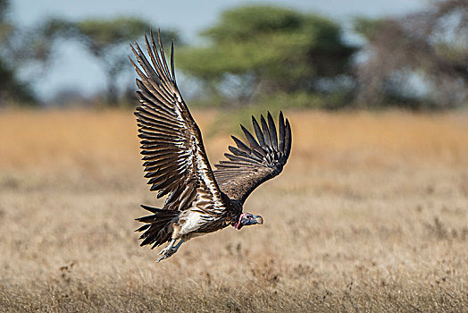努比亚秃鹫,肉垂秃鹫,离开,国家公园,地区,博茨瓦纳,非洲