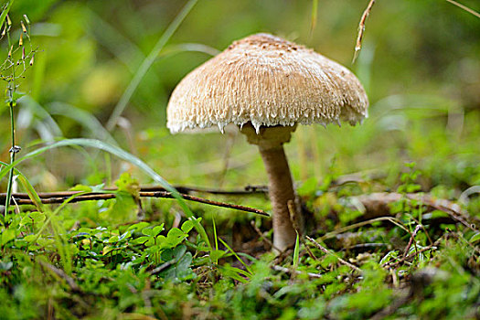 伞状蘑菇,高环柄菇,蘑菇,树林,秋天