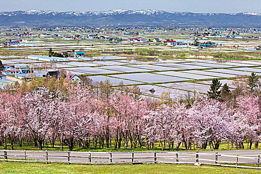 樱花,稻田