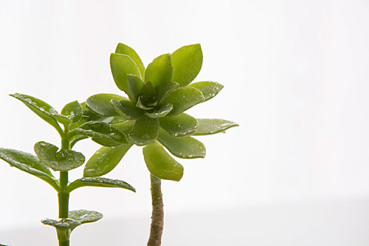 装饰,家,植物,花