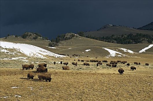 美洲野牛,野牛,漫游,野生,牧群,放牧,阴天,黄石国家公园,北美