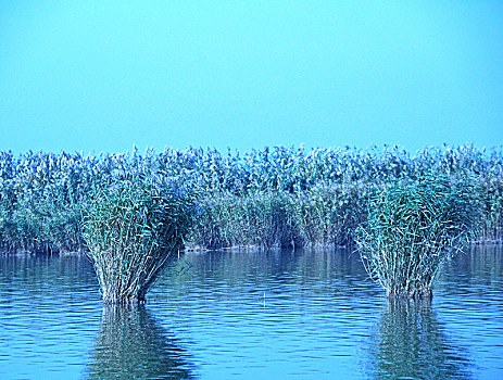 沙湖,湖,芦苇