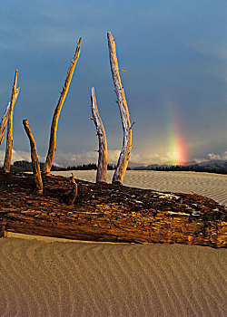 浮木,沙子,彩虹,远景,湖岸,俄勒冈,美国