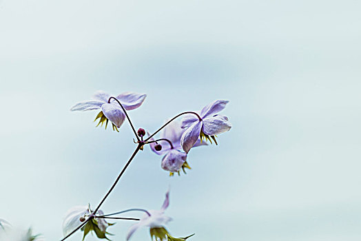 小,花,特写,淡色调,彩色,软