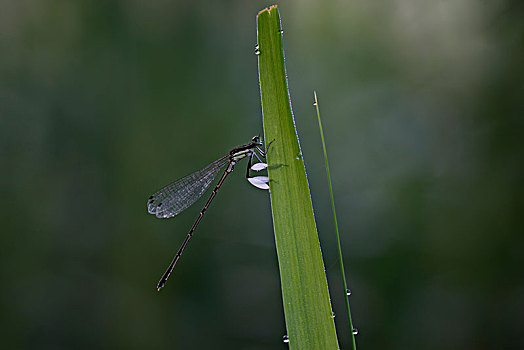 蜻蜓022