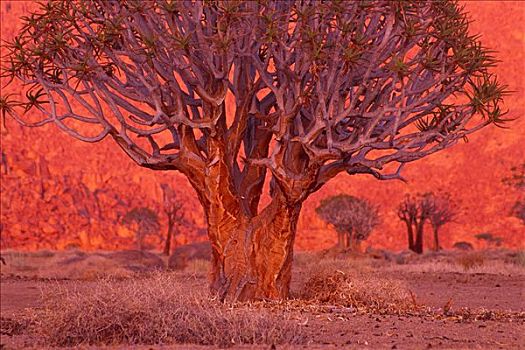 抖树,日出,里希特斯韦德国家公园,南非