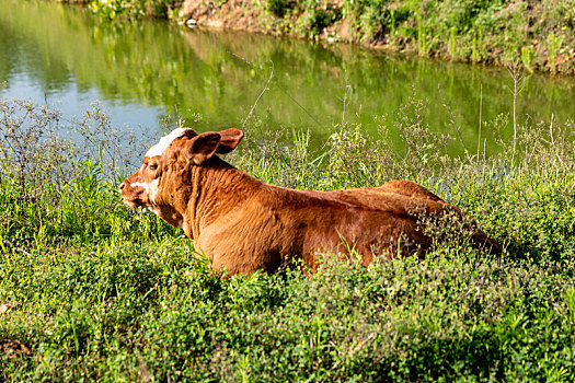 山东临沂田野里悠闲的小黄牛,乳牛