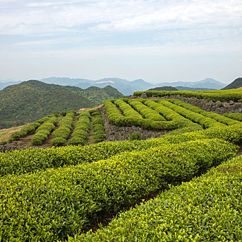 茶园中国