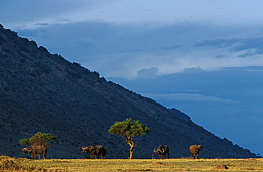 肯尼亚,马塞马拉野生动物保护区,小,牧群,南非水牛,非洲水牛,靠近,悬崖,日落