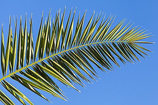 棕榈树,叶子,清晰,蓝天背景