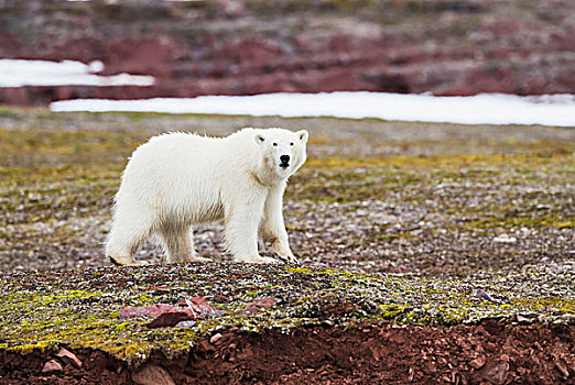 北极熊,夏天,苔原,斯瓦尔巴特群岛,挪威
