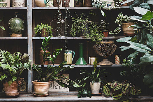 选择,室内植物,陶制器具,木质,架子