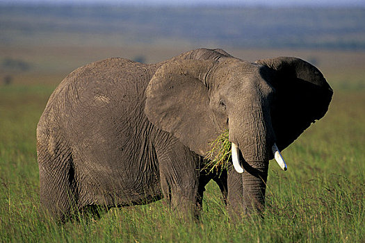 肯尼亚,马赛马拉,草地,大象,放牧