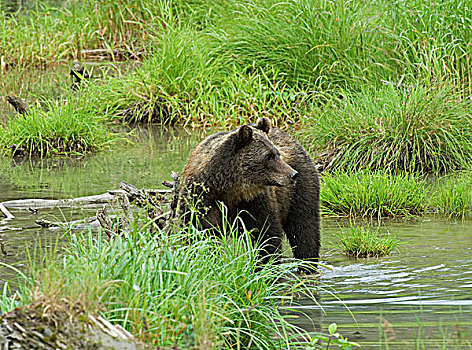 大灰熊,棕熊,成年,食肉动物,熊,杂食性动物,觅食,吃,旅行,通加斯国家森林,阿拉斯加,美国