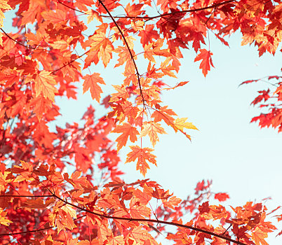 秋天的树叶,秋季,落叶