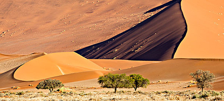 非洲,纳米比亚,纳米比诺克陆夫国家公园,沙丘,树,画廊,大幅,尺寸