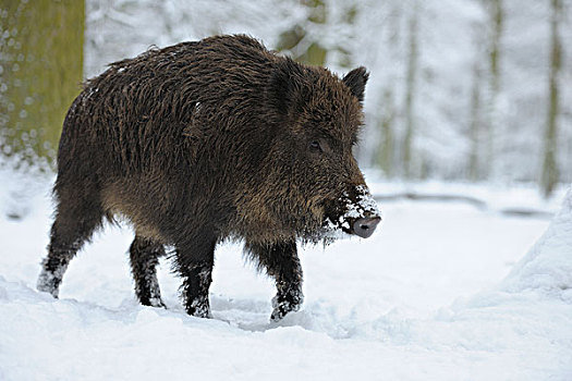肖像,野猪,冬天,黑森州,德国