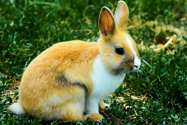 兔子图片_兔子图片素材