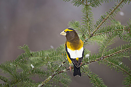 雄性,针叶树,冬天,阿尔冈金省立公园,安大略省,加拿大