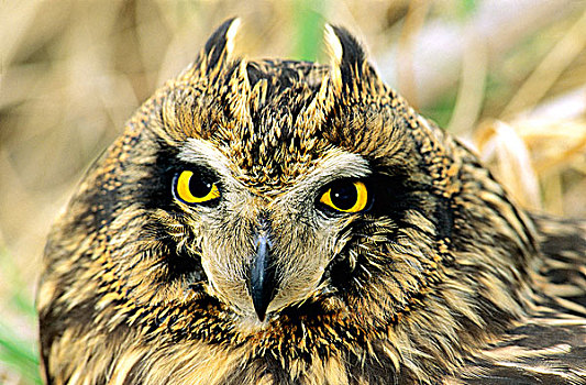 成年,短耳鸮,中心,艾伯塔省,加拿大
