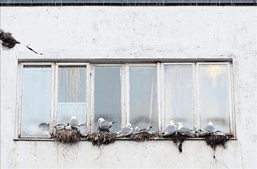 鸟窝,窗台,罗弗敦群岛,挪威