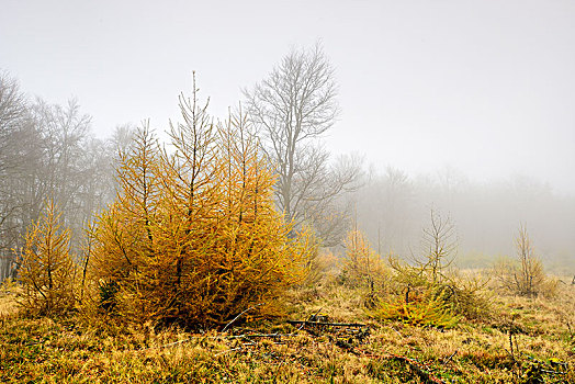 德国,黑森州,国家公园,林间空地,年轻,落叶松属植物,晚秋,雾