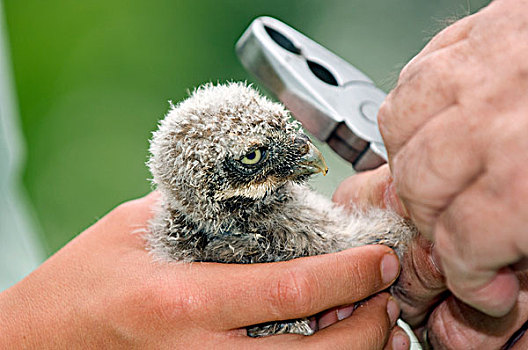 小鸮,小鴞,幼禽,手,荷兰