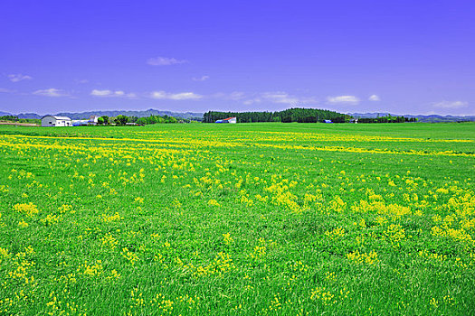 盛开,乡村,田芥菜