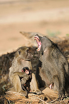 帕维亚,家族,南非大狒狒,姿势,雄性,克鲁格国家公园,南非,非洲