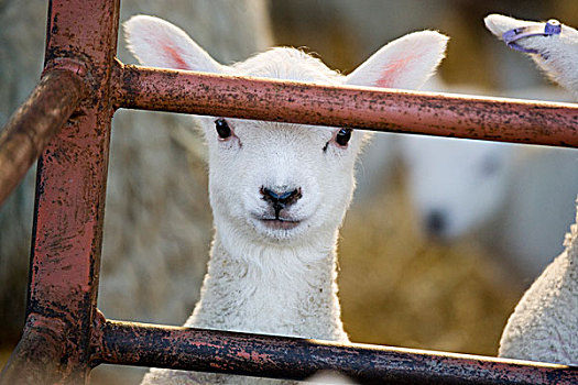 家羊,羊羔,肖像,向外看,畜栏,北约克郡,英格兰,英国,欧洲